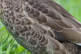 BLANCA-70ED/野鳥写真