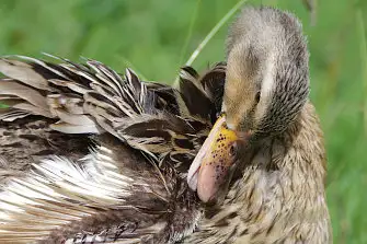 BLANCA-70ED/野鳥写真