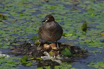 CAPRI-80ED/野鳥写真。