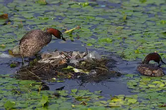 CAPRI-80ED/野鳥写真。