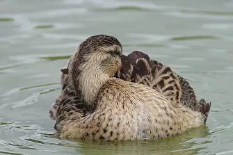 CAPRI-80ED/野鳥写真。