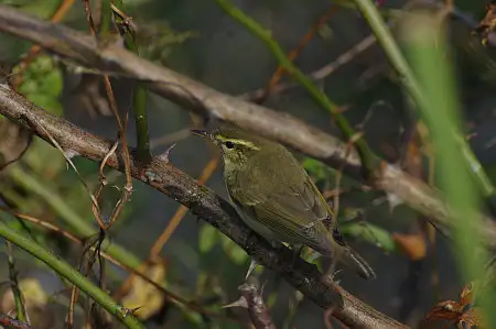 CAPRI-80ED/野鳥モズ写真。