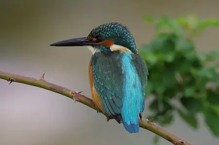 CAPRI-80ED/野鳥カワセミ写真。