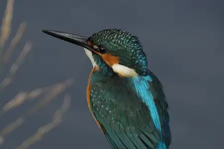 CAPRI-80ED/野鳥カワセミ写真。
