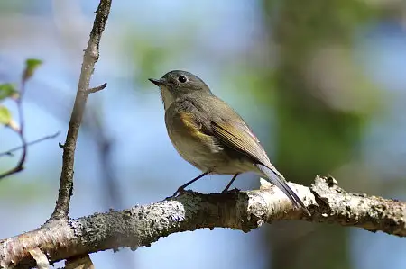 CAPRI-80ED/野鳥カワセミ写真。