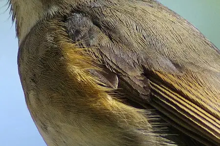 CAPRI-80ED/野鳥カワセミ写真。