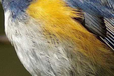 CAPRI-80ED/野鳥アオジ写真。