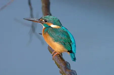 CAPRI-80ED/野鳥アオジ写真。