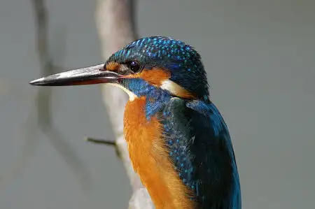 CAPRI-80ED/野鳥カワセミ写真。