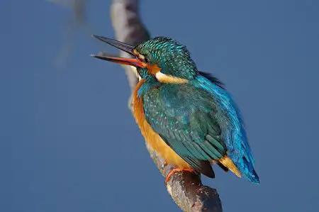 CAPRI-80ED/野鳥カワセミ写真。