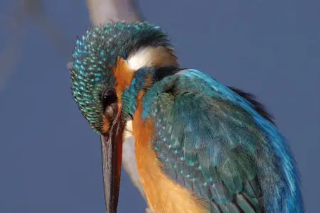 CAPRI-80ED/野鳥カワセミ写真。