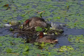 CAPRI-80ED/野鳥写真