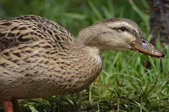 CAPRI-80ED/野鳥写真