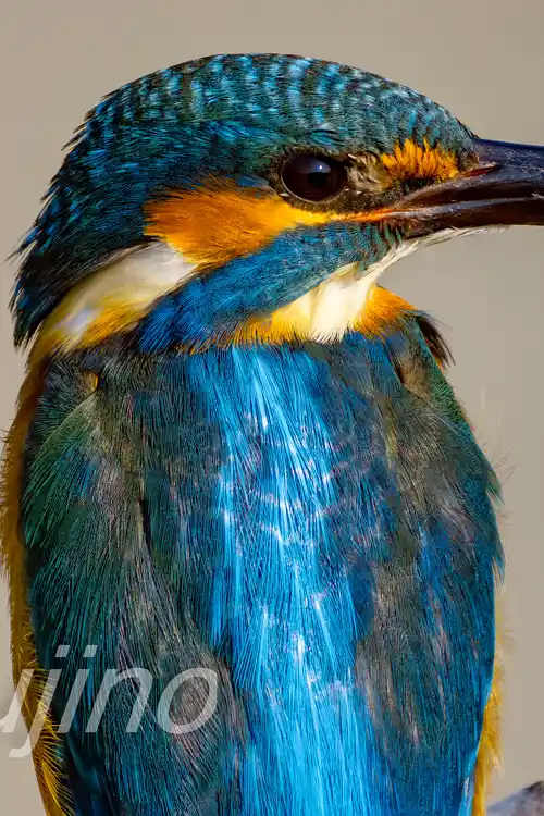 BORG89EDで撮影したカワセミの超高解像写真画像