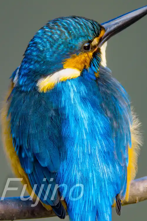 AFボーグ BORG71FLで撮影したカワセミの超高解像写真画像