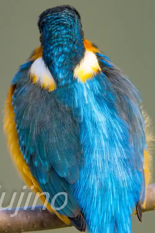 AFボーグ BORG71FLで撮影したカワセミの超高解像写真画像