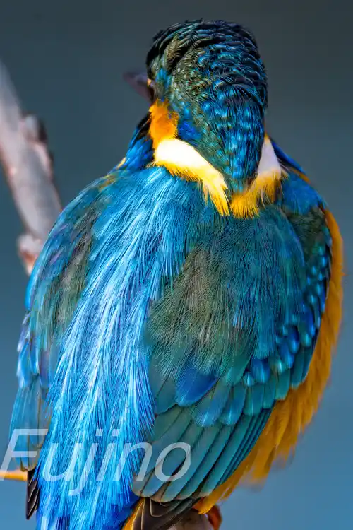 AFボーグ BORG90FLで撮影したカワセミの超高解像写真画像