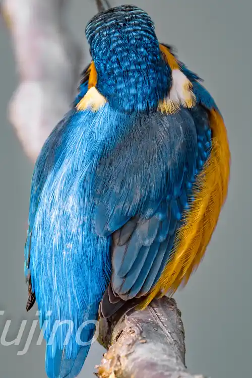 AFボーグ BORG90FLで撮影したカワセミの超高解像写真画像