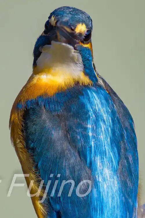 BORG89EDで撮影したカワセミの超高解像写真画像