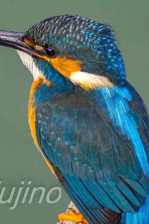 CAPRI-80EDで撮影したカワセミの超高解像写真画像