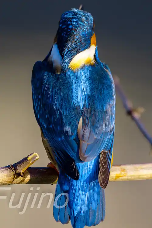 AFボーグ BORG90FLで撮影したカワセミの超高解像写真画像