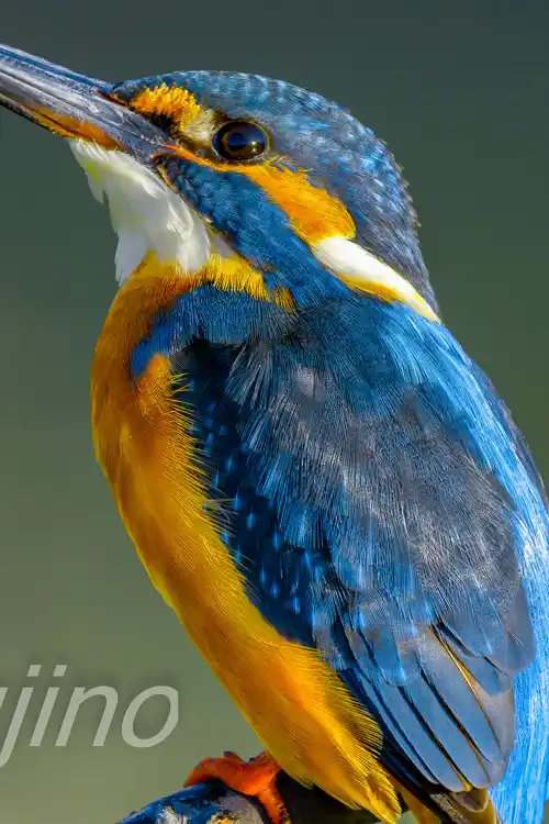 AFボーグ BORG71FLで撮影したカワセミの超高解像写真画像