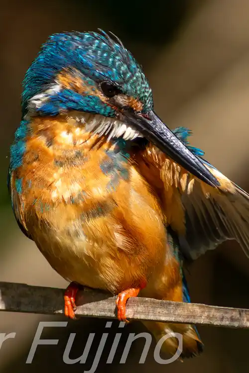 BORG89EDで撮影したカワセミの超高解像写真画像