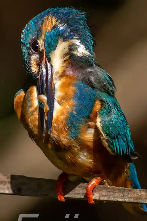 BORG89EDで撮影したカワセミの超高解像写真画像