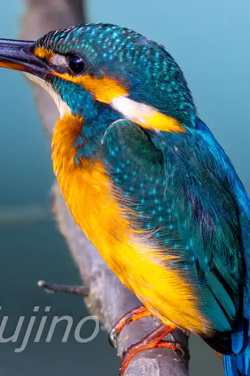 BORG89EDで撮影したカワセミの超高解像写真画像