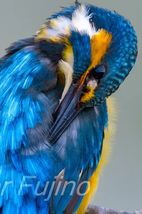 BORG89EDで撮影したカワセミの超高解像写真画像