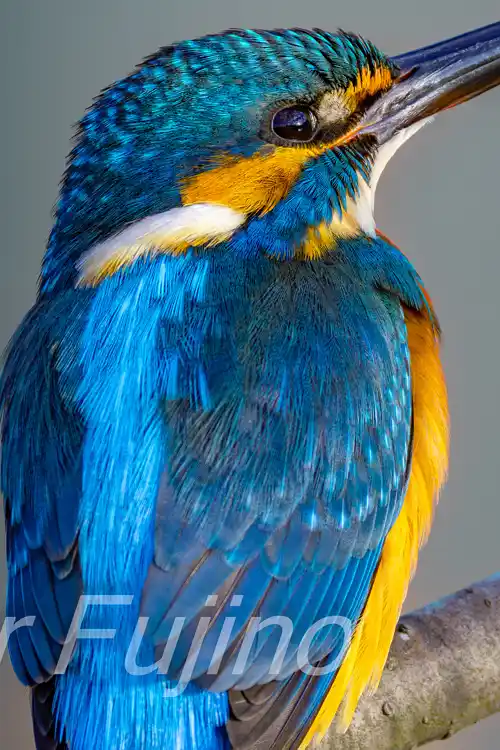 BORG89EDで撮影したカワセミの超高解像写真画像