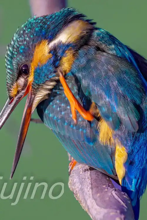 BORG89EDで撮影したカワセミの超高解像写真画像