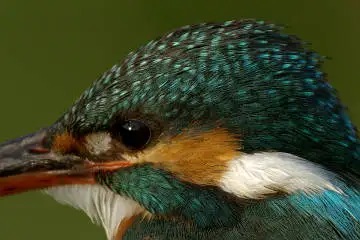 カワセミ頭部の超高解像写真画像