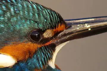 カワセミ頭部の超高解像写真画像