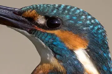 カワセミ頭部の超高解像写真画像