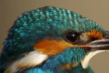 カワセミ頭部の超高解像写真画像