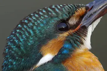 カワセミ頭部の超高解像写真画像