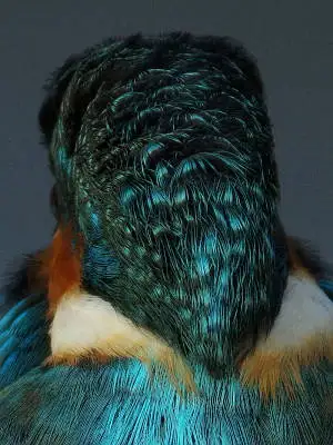 カワセミ頭部の超高解像写真画像