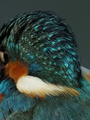 カワセミ頭部の超高解像写真画像