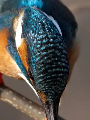 カワセミ頭部の超高解像写真画像