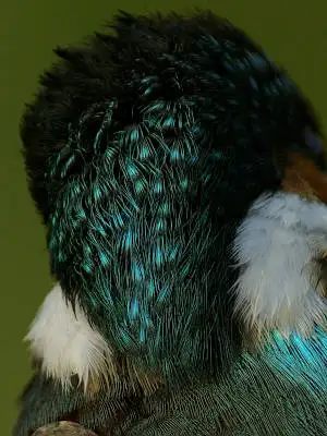カワセミ頭部の超高解像写真画像