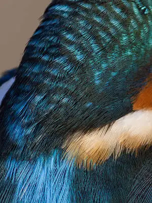 カワセミ頭部の超高解像写真画像