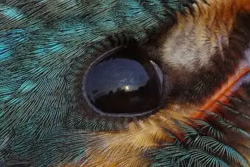 カワセミの目の超高解像写真画像