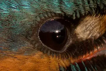 カワセミの目の超高解像写真画像