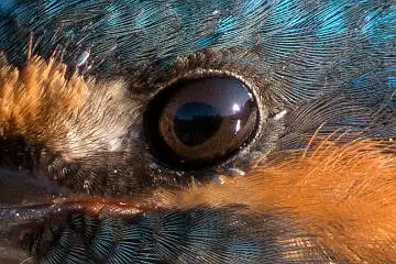 カワセミの目の超高解像写真画像