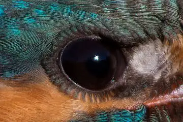 カワセミの目の超高解像写真画像