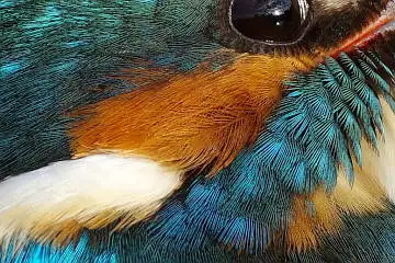 カワセミの頬の超高解像写真画像