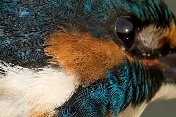 カワセミの頬の超高解像写真画像