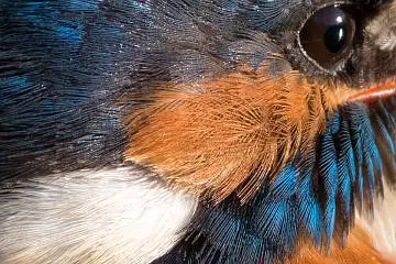 カワセミの頬の超高解像写真画像