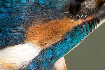 カワセミの頬の超高解像写真画像